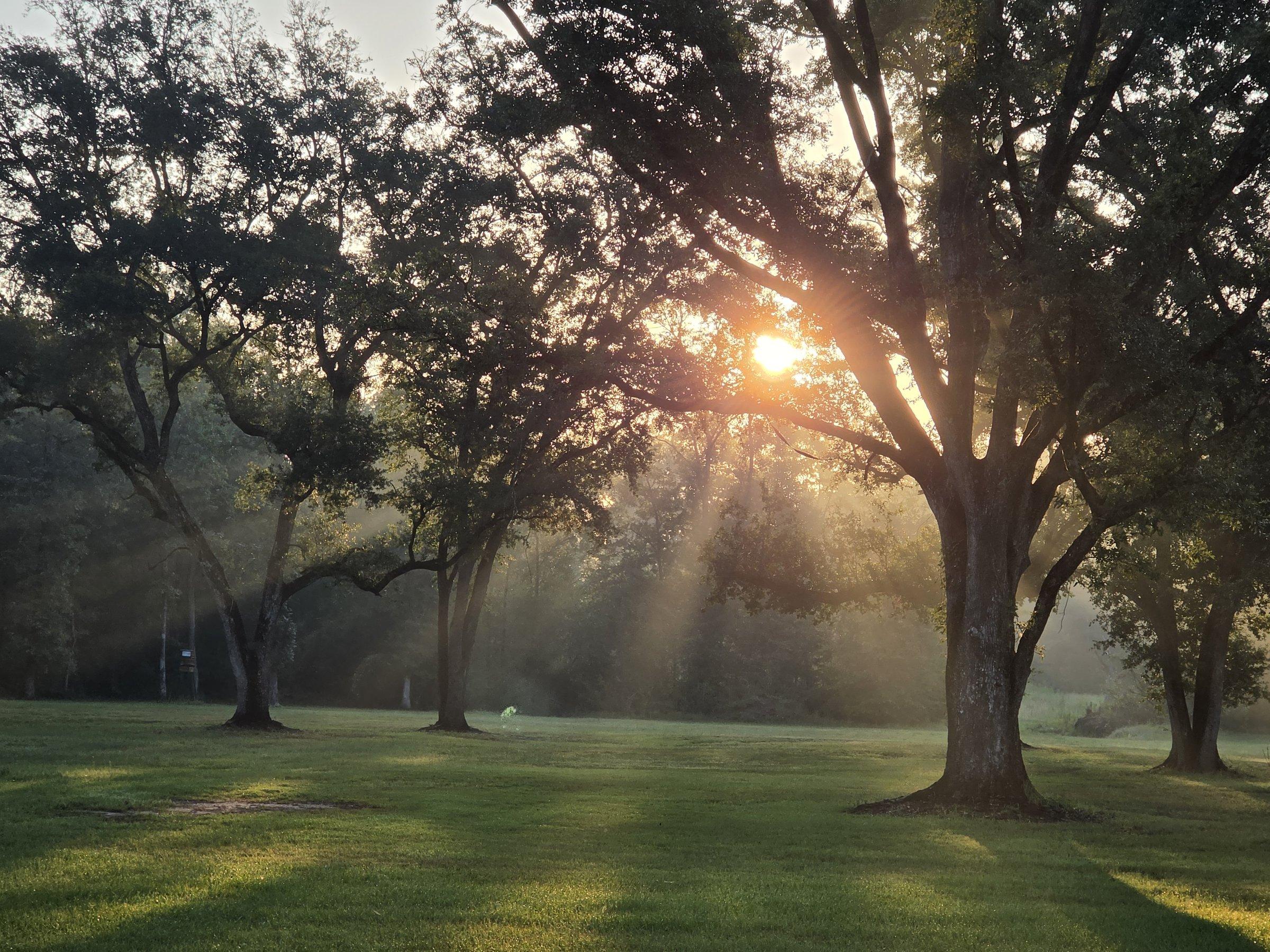 Morning sunlight streams through a grove of oak trees over an open pasture.